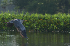 Cocoi heron, in flight